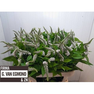 LYSIM CLETHROIDES