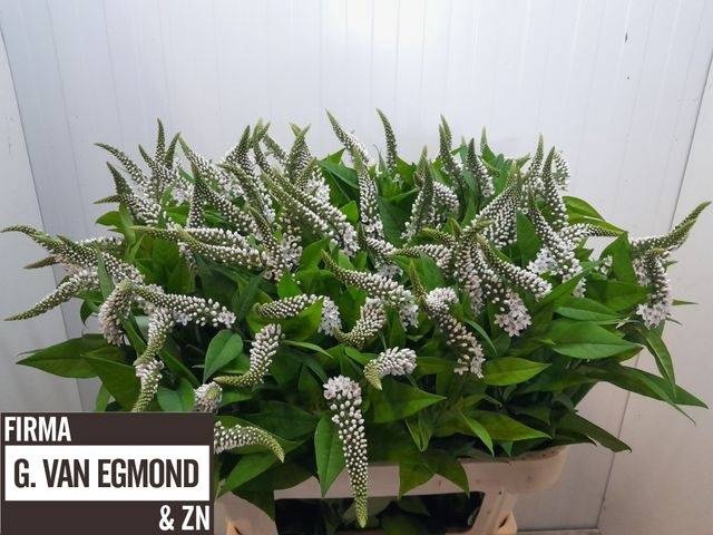 <h4>LYSIM CLETHROIDES</h4>