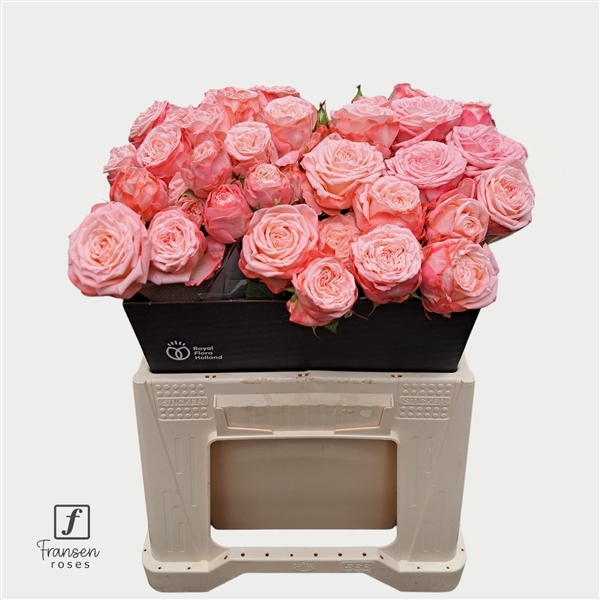 <h4>R TR First Date 40cm</h4>