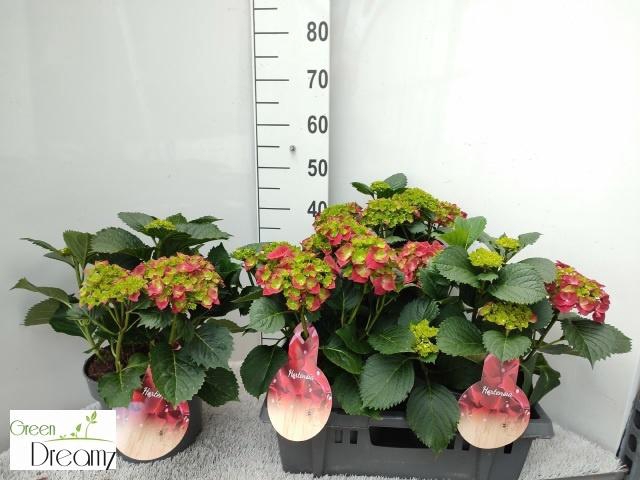 <h4>HYDR M HI FIRE</h4>