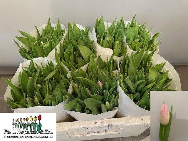 <h4>TU EN DYNASTY</h4>