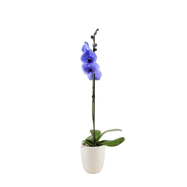 <h4>Hugo White Phal I Am Purple 1T9+</h4>