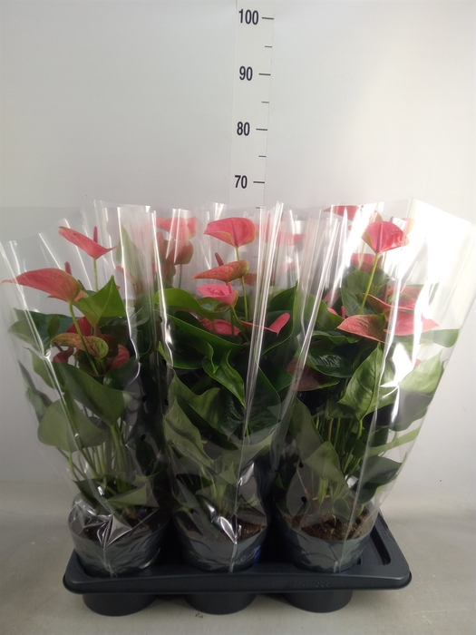 <h4>Anthurium  'Karma Pink'</h4>