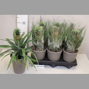 ANANAS CHAMPACA