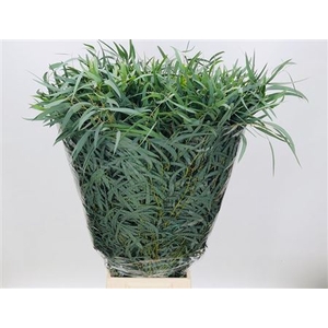Euca Nicoli Lang 300 Gram