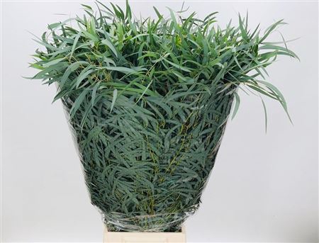 <h4>Euca Nicoli Lang 300 Gram</h4>