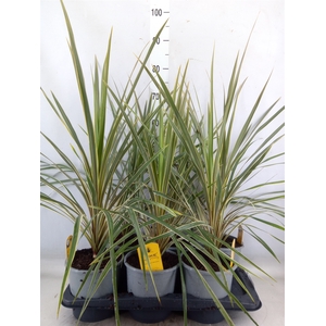 Cordyline austr. 'Variegata'