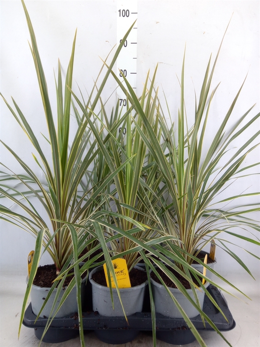 <h4>Cordyline austr. 'Variegata'</h4>