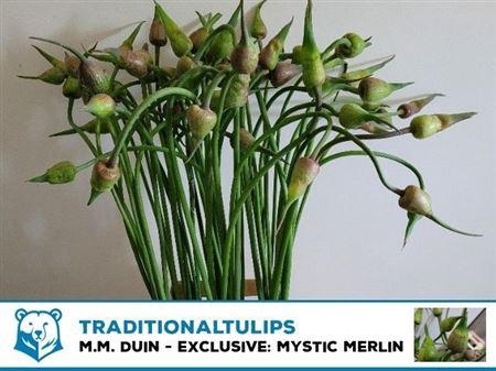<h4>Allium Ov Seed Heads</h4>