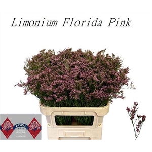 LIM FLORIDA PINK