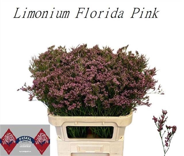<h4>LIM FLORIDA PINK</h4>