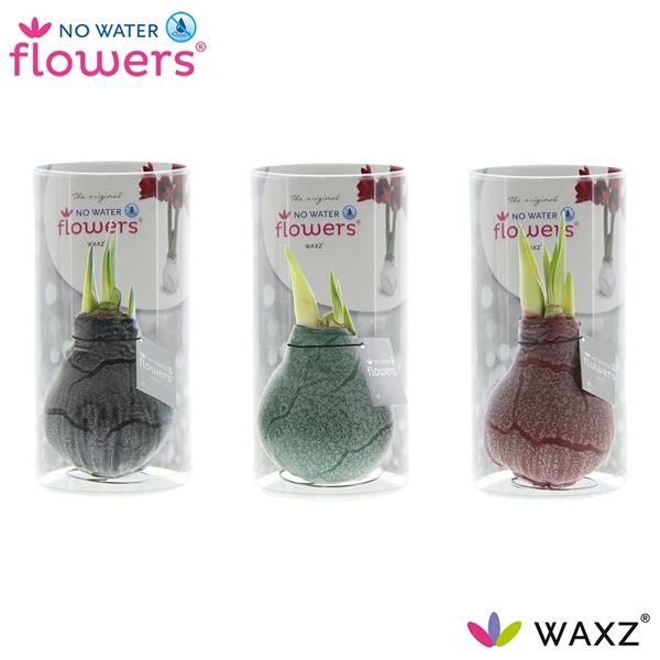 No Water Flowers Waxz® Marble in Koker