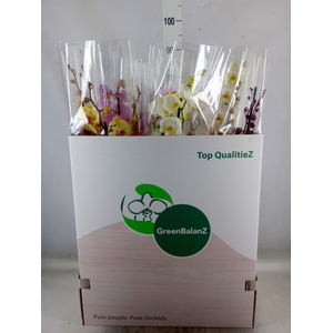 Phalaenopsis   ...mix