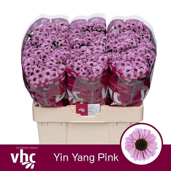 <h4>CHR SAN YI YAN PIN</h4>