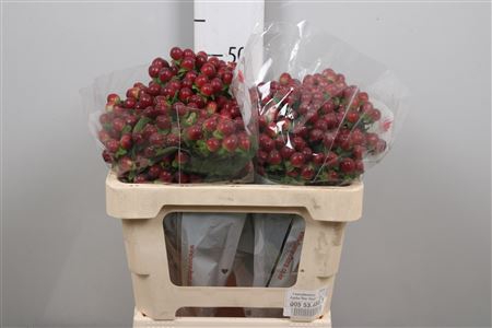 <h4>Hyp Mag Seasons</h4>