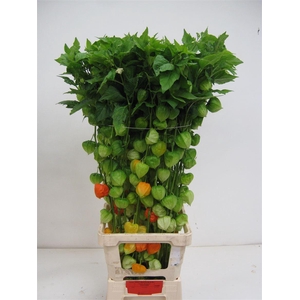 Physalis Lampion Tak
