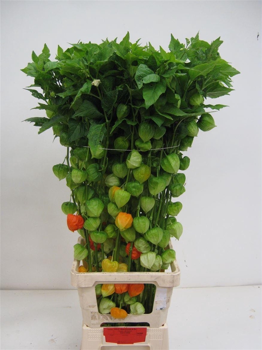 <h4>Physalis Lampion Tak</h4>