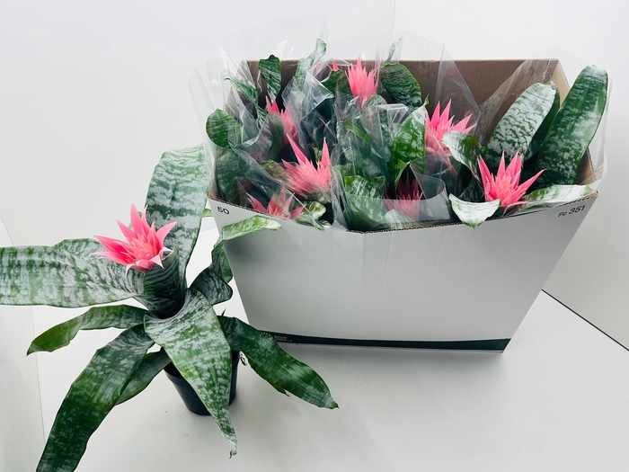 <h4>AECH FAS PRIMERA</h4>