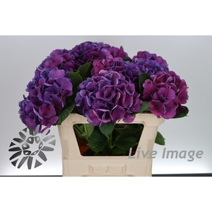 Hydrangea saint tropez