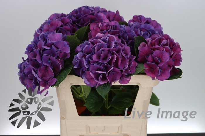 <h4>Hydrangea saint tropez</h4>