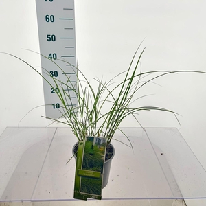 Miscanthus sinensis Gracillimus