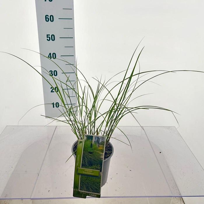 Miscanthus sinensis Gracillimus