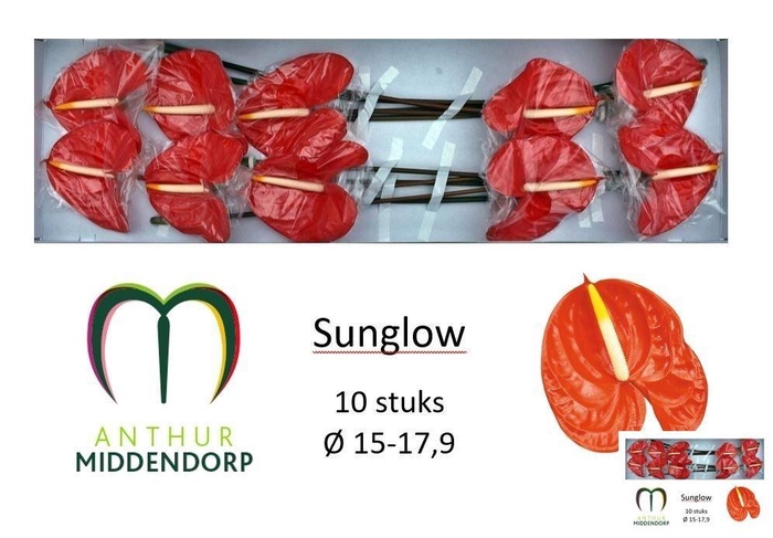 <h4>ANTH A SUNGLOW</h4>