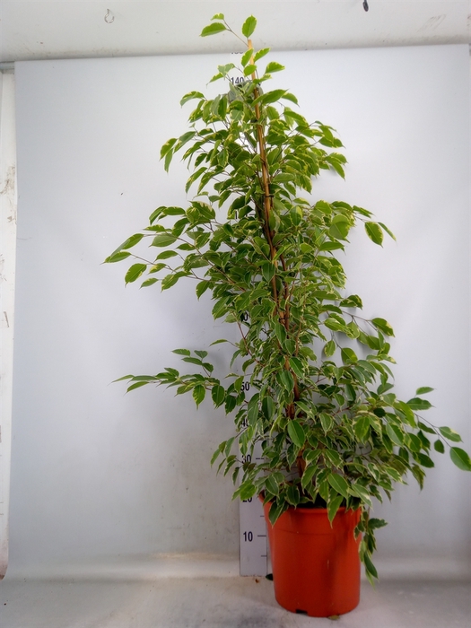 <h4>Ficus benja. 'Golden King'</h4>