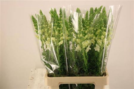 <h4>Antir Poto White</h4>