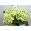 Hydr Cl M Whi Verena Rood