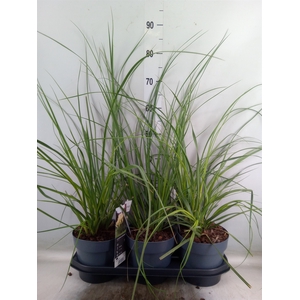 Cortaderia sell.