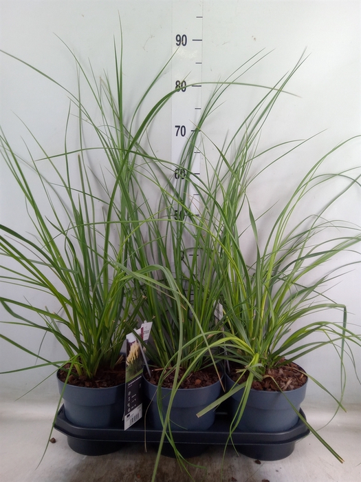 <h4>Cortaderia sell.</h4>