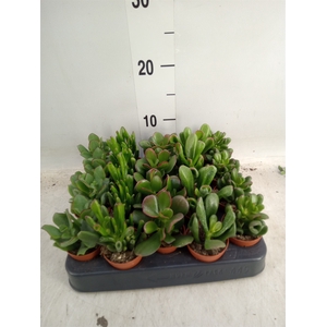 Crassula   ...mix