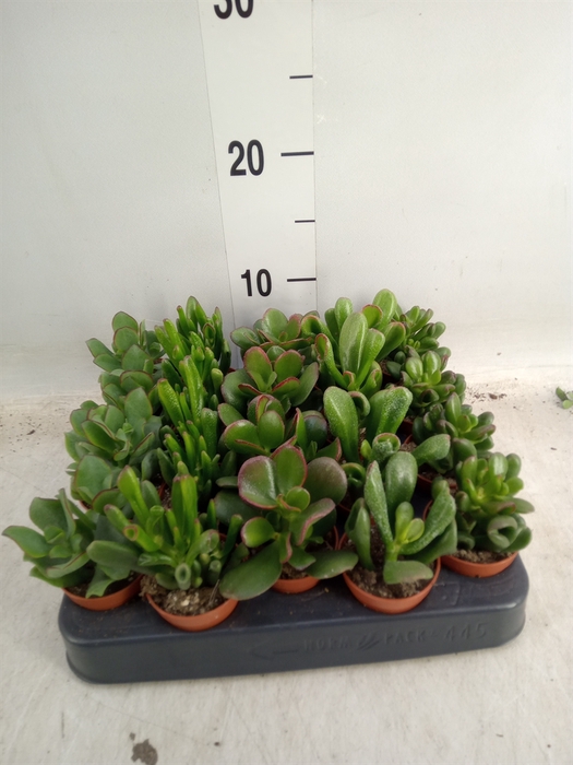 <h4>Crassula   ...mix</h4>