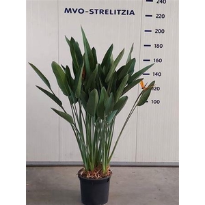 STRELITZIA REGIN BL