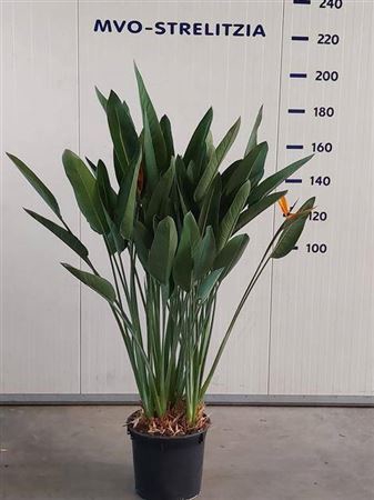 <h4>STRELITZIA REGIN BL</h4>