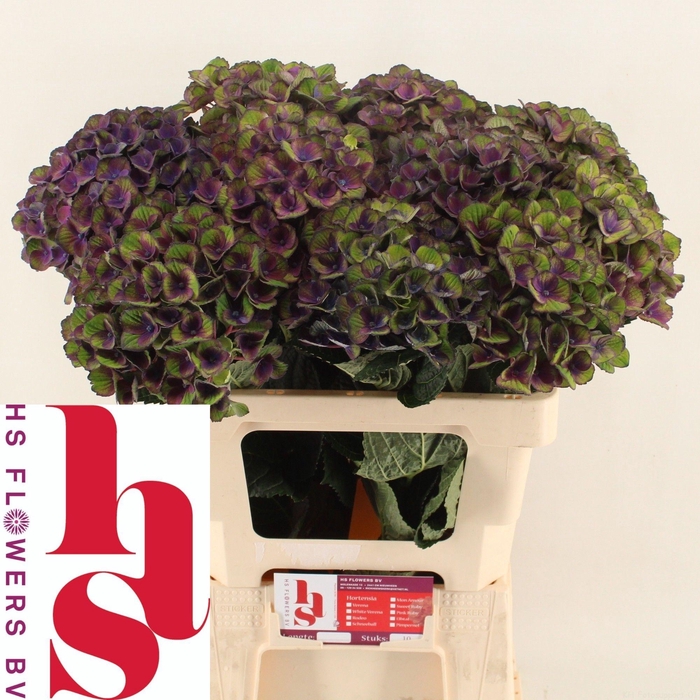 <h4>HYDR M MAG CHARL BL</h4>