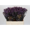 Limonium ov Safora Dark Blue
