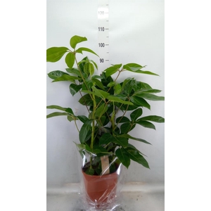 Schefflera actin. 'Amate'