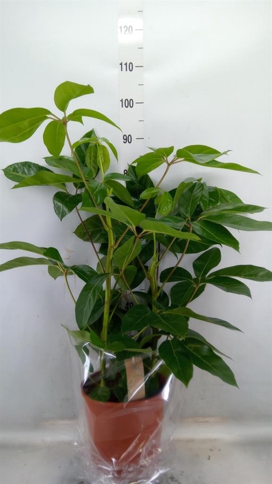 <h4>Schefflera actin. 'Amate'</h4>