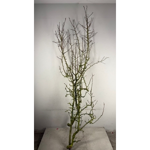 Pear Branche Conferenc x3(Med)