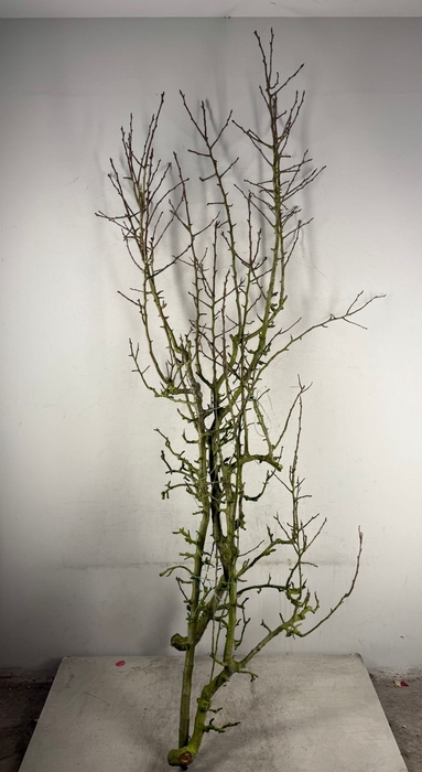 <h4>Pear Branche Conferenc x3(Med)</h4>