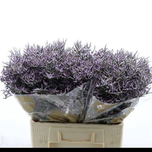 Lim Saf Lilac