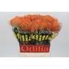 Nutans Ayoba Mandarin Zest
