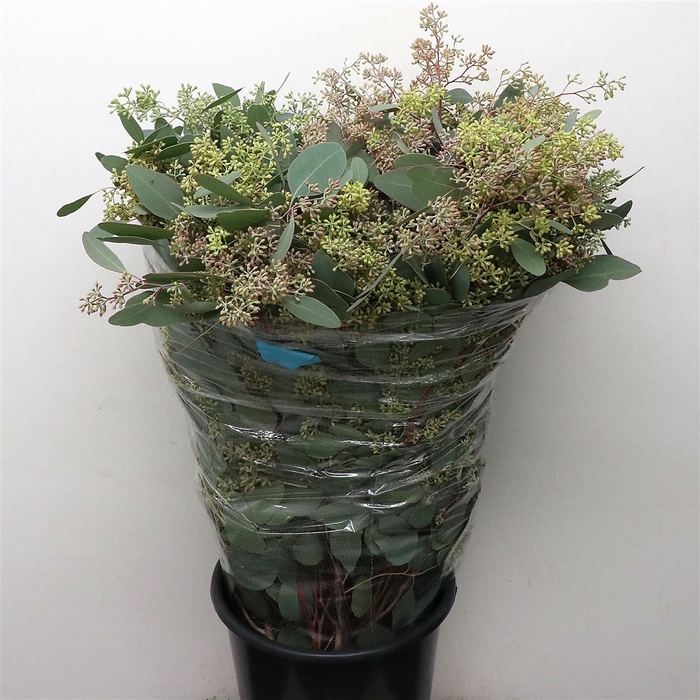 <h4>Euca Populus Berries Long 300grams Super 65 Cm</h4>