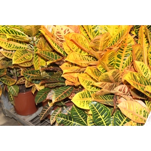 CROTON HIBRIDO PETRA P24