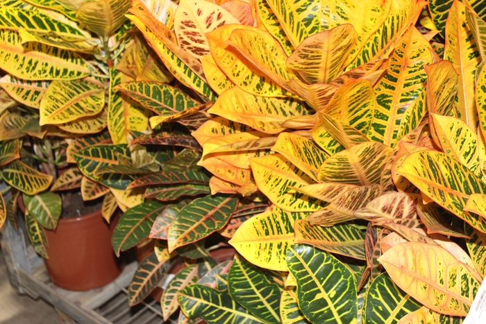 <h4>CROTON HIBRIDO PETRA P24</h4>