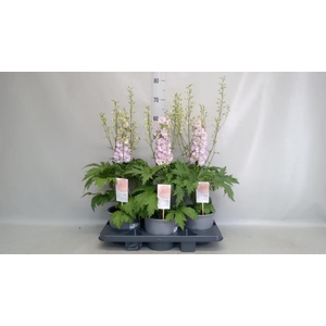 Delphinium   ...