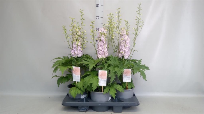 <h4>Delphinium   ...</h4>