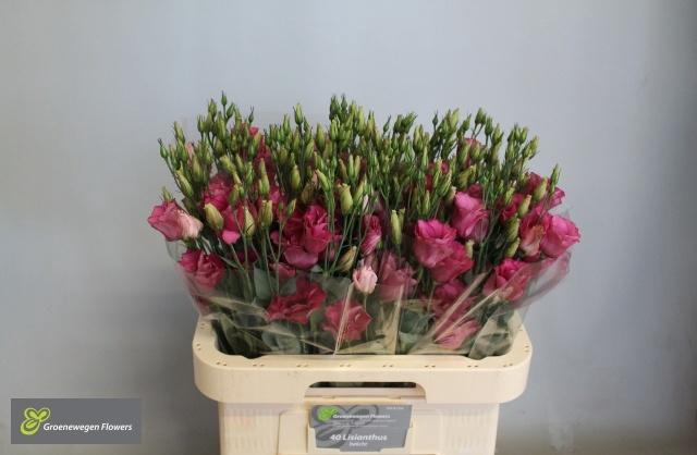 <h4>EUS G MARI CARMINE</h4>